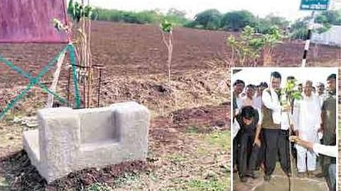 tree plantation