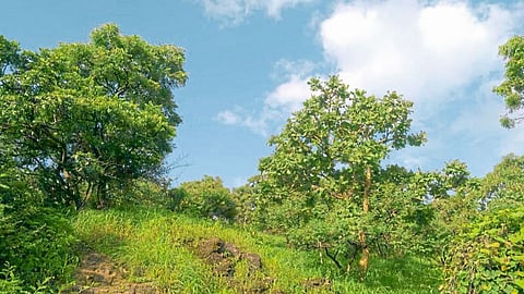 environment