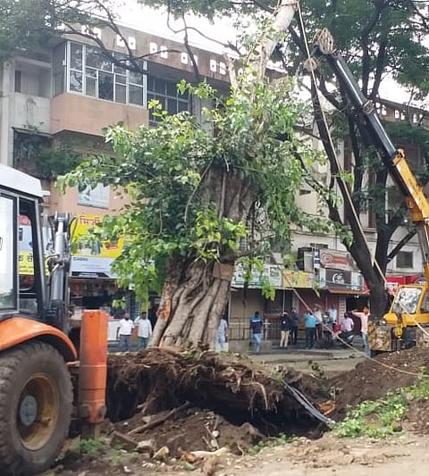 tree.jpg