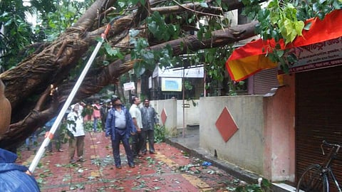 tree fall 