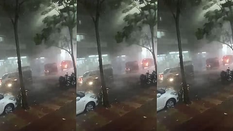 tree-falling-in-pune