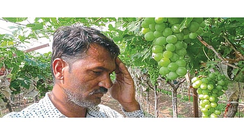 untimely rains have damaged grape crops in nashik marathi news 
