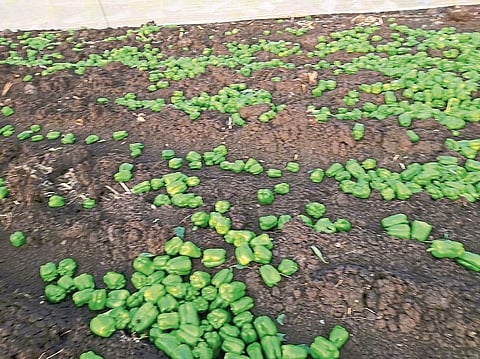 coronavirus impact vegetables sangli district