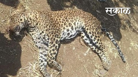 leopards