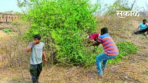 ‘एक दिवस महाराजांसाठी’ मग काय..किल्ला झाला चकाचक! 
