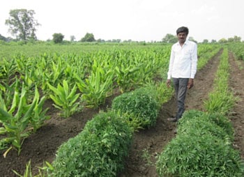 wardha