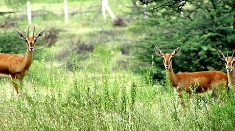 wild life