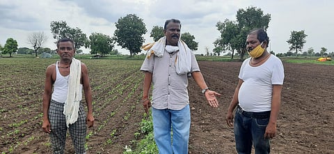 Insect infestation did not result in seed germination