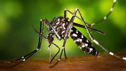 झिका नेमका कसा पसरतो? जाणून घ्या, लक्षणे आणि उपचार 
