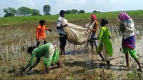 Farmers
