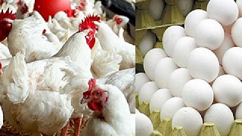 Poultry Business 