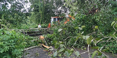 highway blocked due to falling tree at asalde konkan sindhudurg