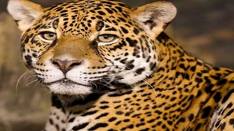 leopard attack on cow in ratnagiri morning in 9pm cow injured badly