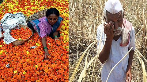 farmers did not get price for flowers from businessmen 