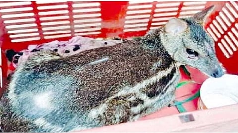 Injured in dog attack but Save the life of a rare deer ratnagiri