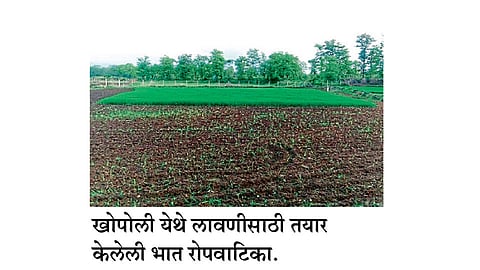 पन्नास हजार हेक्टरवर भातशेती संकटात 