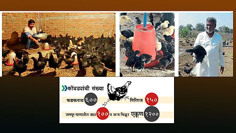 ग्राहकांची मागणी अोळखून  कडकनाथ, गिरिराज कोंबडीपालन  