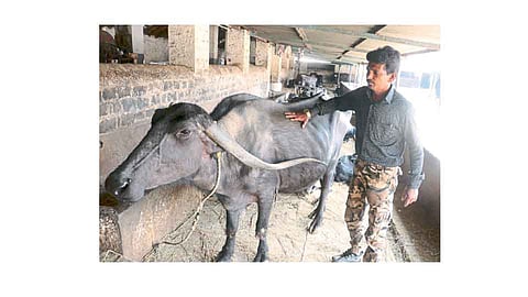 मुक्‍या जनावरांचा देवदूत... राजकुमार बागल.