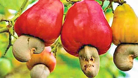 सिंधुदुर्गात काजूपासून इथेनॉल निर्मितीसाठी शासनाचा पुढाकार 