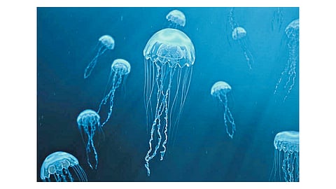 Jellyfish Crisis In Front Of Fishermen Ratnagiri Marathi News 