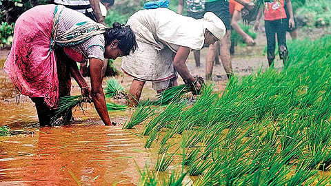 धान उत्पादक शेतकऱ्यांना सरकार बोनस देण्याची शक्यता; मंत्रिमंडळ बेठकीत निर्णय अपेक्षित