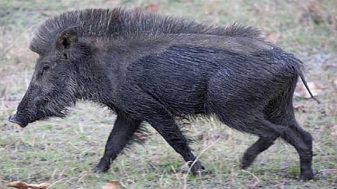 Wild Animals continuously attacking farmers farm 