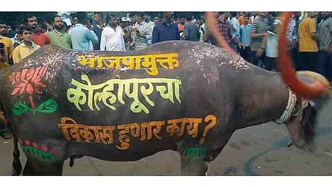 Our Aim Now Gokul Remain Slogan On Buffalo Of Diwali Padwa competition  