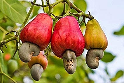 Increase in cashew cultivation in Sindhudurg district