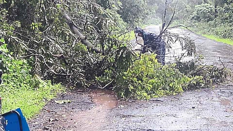 वैभववाडी-फोंडा मार्गावरील दंड खांबाळेत कोसळले झाड 
