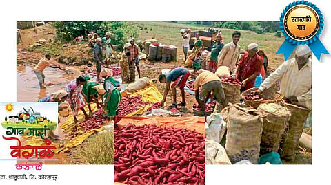 #Specialtyofvillage  कोट्यवधींची रताळी पिकवणारे करुंगळे