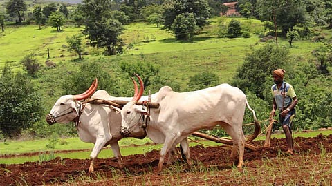  Akola Washim News Pest was the policy of the Department of Agriculture