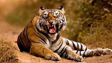 tiger who attacked on people is still free in chandrapur 