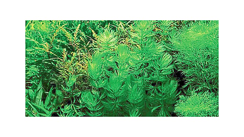 Run Car On Bio Diesel Produced From Micro Algae Chlorella Vulgaris
