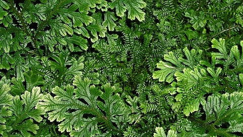 Selaginella Bryopteris Is Sanjeevani Buti Of Ramayana
