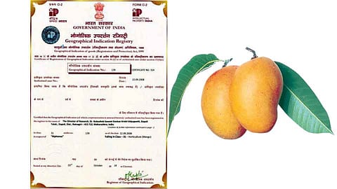 कोकण हापूसला भौगोलिक मानांकन 