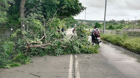 tree branch at hingane