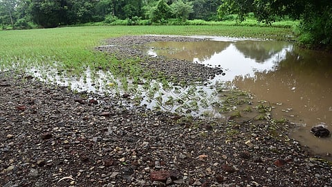 Dahanu Rain 