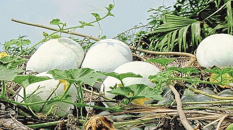 Annapaanvidhi Shakvarga