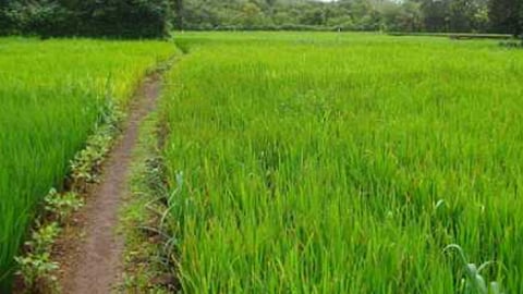 Agriculture