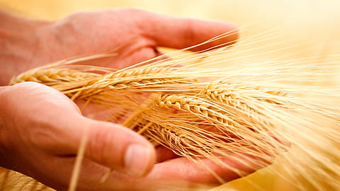 Agriculture