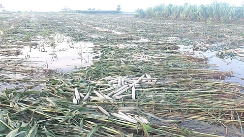 Ambegaon rain
