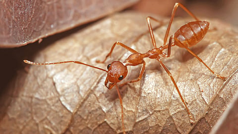 ant 