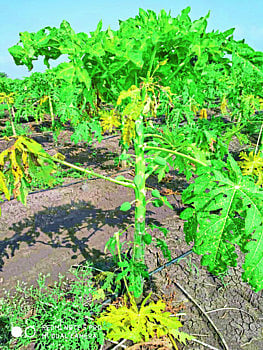 पपईवर विषाणूजन्य रोगाचा प्रादुर्भाव; महागड्या औषधी फवारून देखील उपयोग नाही 