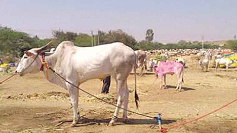 करगणी - येथील लखमेश्‍वर यात्रेत खिलार जनावरांची दहा हजारांवर आवक झाली आहे.