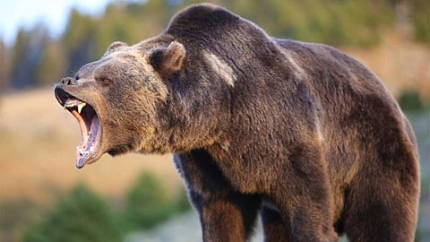 
bear attack