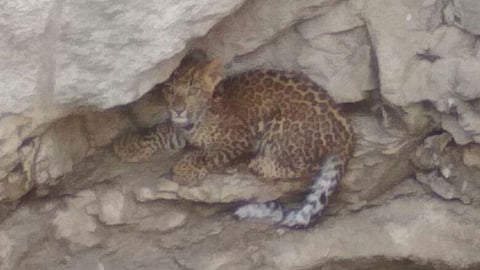 Soygaon Tehsil Leopard in water 