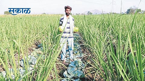 Satara Latest Marathi News