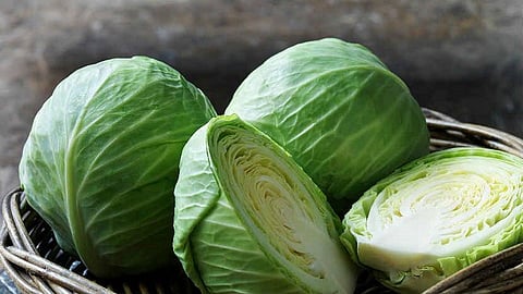Cabbage.jpg