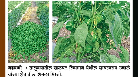 शिमला मिरचीने दिला आर्थिक हातभार