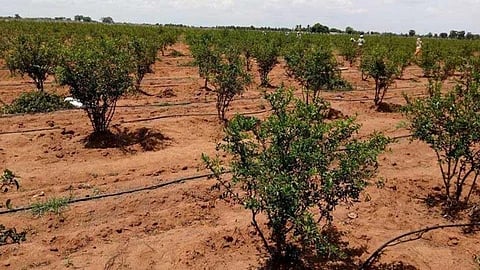 Crops Drying